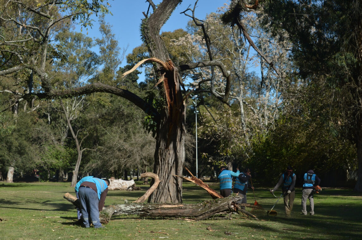 El Municipio despliega tareas de preservación y puesta en valor en el Paseo del Bosque