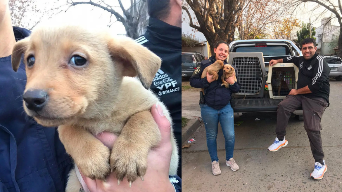 Rescataron a cuatro perros durante un allanamiento por maltrato animal en Barrio Hipódromo
