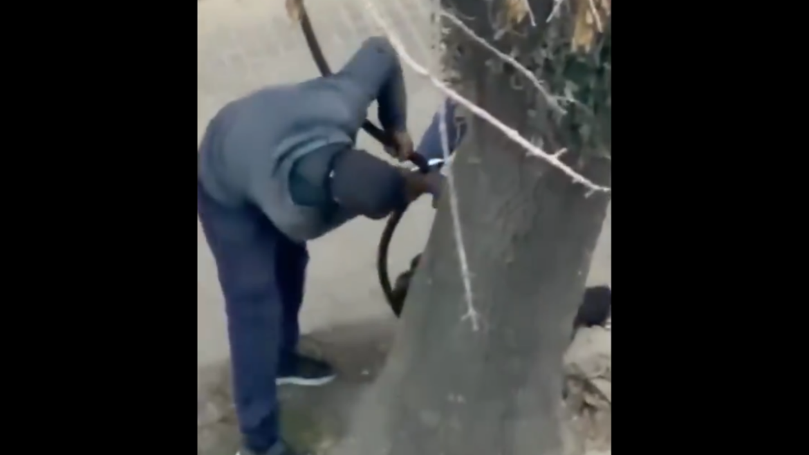 Video: robaron cables a plena luz del día en La Plata