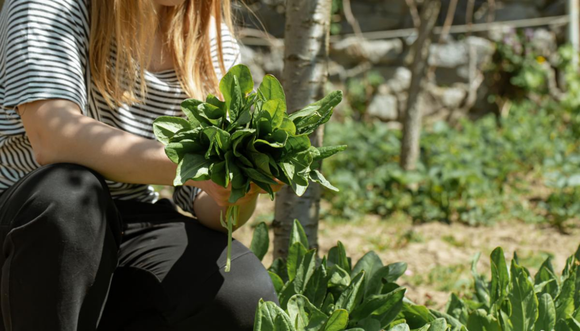 Se viene otro taller de plantas silvestres comestibles en el Parque Ecológico Municipal