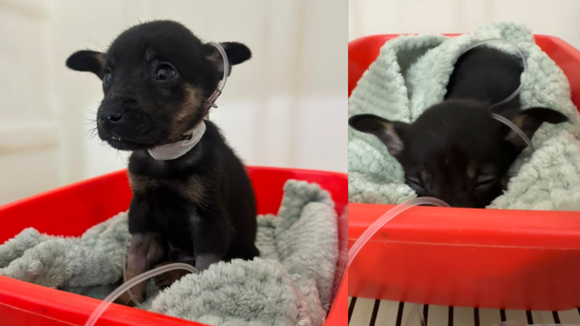 La Voz Patita solicita ayuda para salvar a “Max”, un cachorro rescatado que lucha por su vida