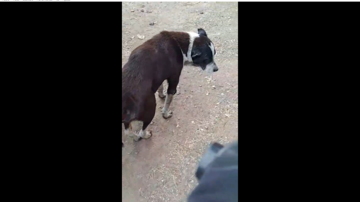 Rescataron en La Plata a un perro en estado crítico tras permanecer más de un año con lesiones graves