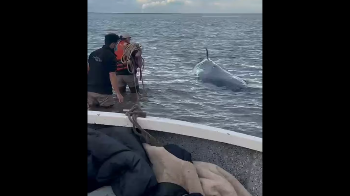 Una ballena quedó varada frente a la costa de San Isidro y trabajan para rescatarla