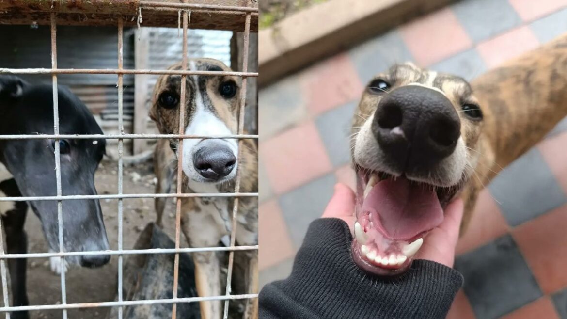 Rescataron a cinco galgos en estado de abandono durante un operativo en La Plata