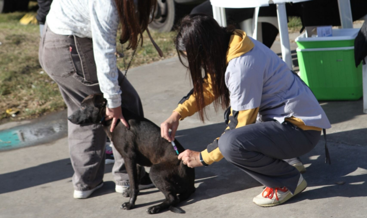 El Municipio realizará jornadas veterinarias gratuitas en Arana, El Rincón y San Carlos