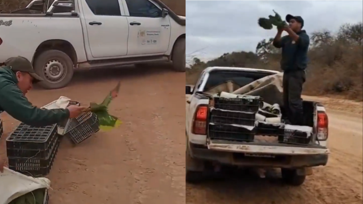 Liberaron decenas de aves silvestres rescatadas del tráfico ilegal
