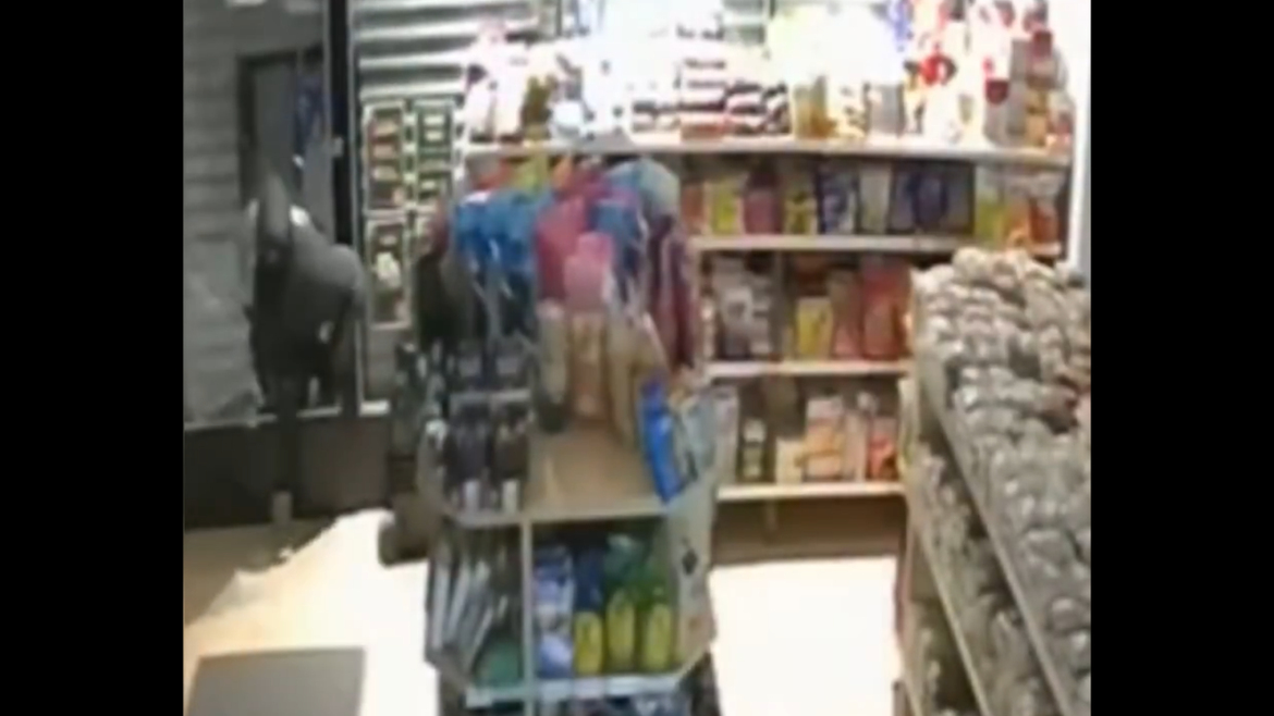 Volvieron a robar una dietética Wako en La Plata: la cadena ya sufrió 44 hechos en dos años