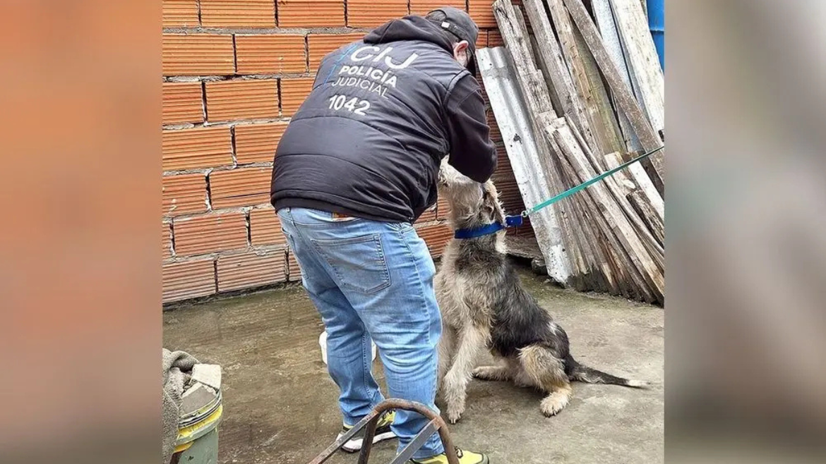 Rescataron a un perro con anemia, dermatitis y garrapatas: estaba atado a la intemperie