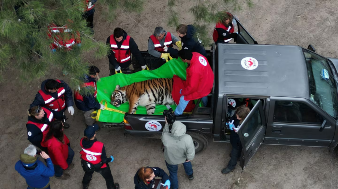 Treinta grandes felinos dejarán el exzoológico de Luján para vivir en reservas de Sudáfrica y Estados Unidos