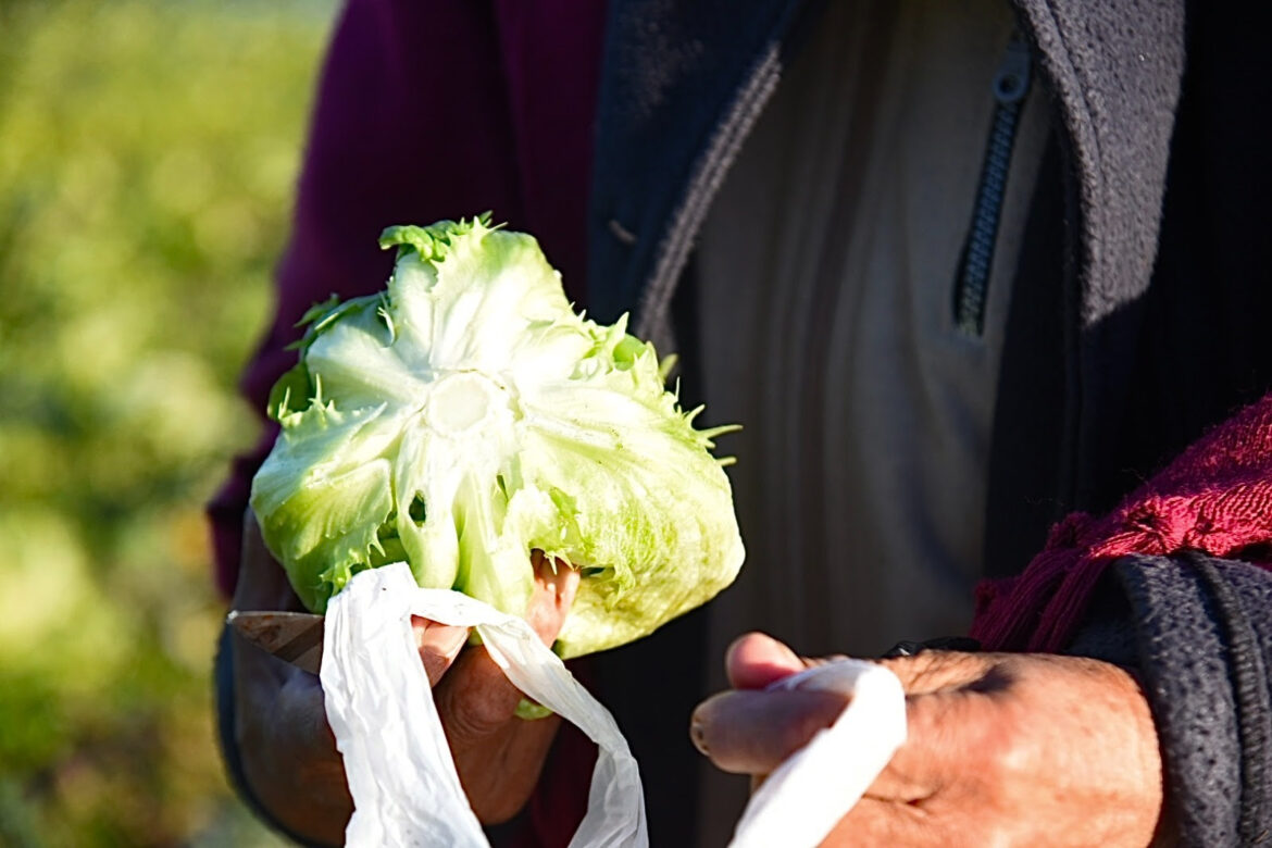 La Plata impulsa un evento de promoción y visibilización de la producción hortícola